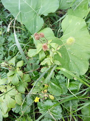 Geum aleppicum