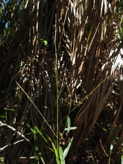 Ottochloa nodosa