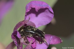 Judolia instabilis