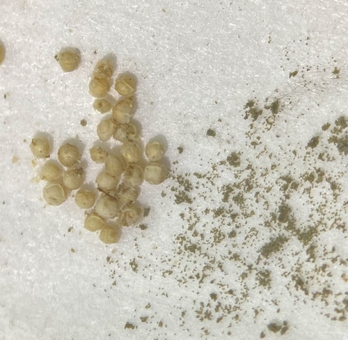 Image of Isoetes howellii by (c) Matt Berger, some rights reserved (CC BY)