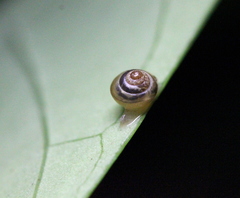 Kaliella