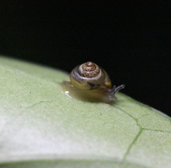 Kaliella
