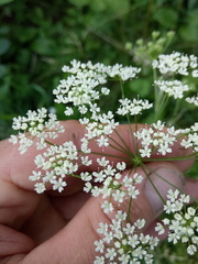 Pimpinella saxifraga