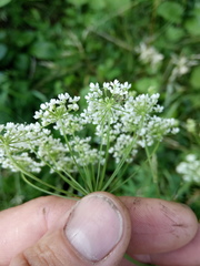 Pimpinella saxifraga