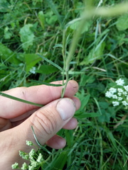 Pimpinella saxifraga