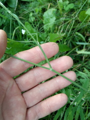 Pimpinella saxifraga