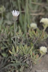 Erigeron pumilus