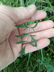Pimpinella saxifraga