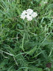 Achillea millefolium