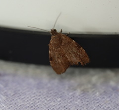 Choreutis melanopepla