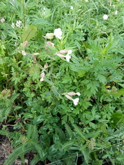 Silene latifolia alba