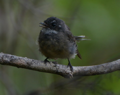 Rhipidura verreauxi verreauxi