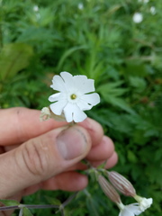 Silene latifolia alba