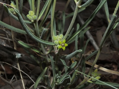 Raphionacme velutina