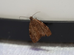 Choreutis melanopepla