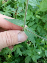 Silene latifolia alba