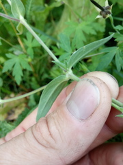 Silene latifolia alba