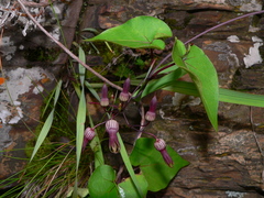 Riocreuxia picta