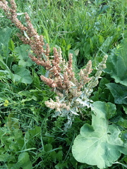 Rumex pseudonatronatus