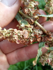 Rumex pseudonatronatus