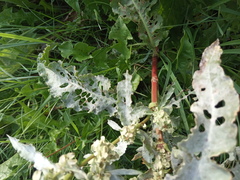 Rumex pseudonatronatus