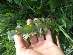 Rumex pseudonatronatus