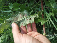 Rumex pseudonatronatus