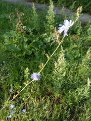 Cichorium intybus