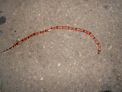 Micrurus diastema
