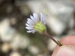 Erigeron eatonii