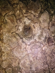 Austrochloritis iluka