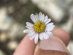 Erigeron eatonii
