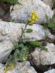 Senecio eremophilus