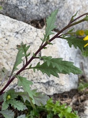 Senecio eremophilus