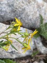 Senecio eremophilus