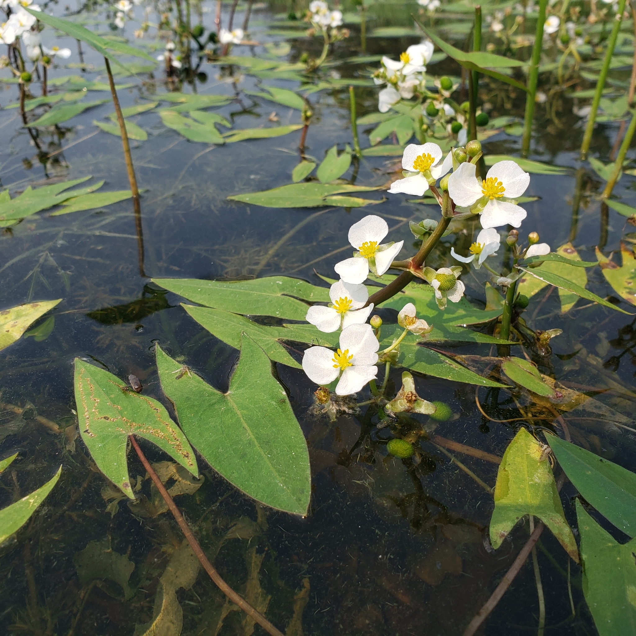 Sagittaria cuneata