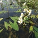 Sagittaria cuneata - Photo (c) Brittney Miller, algunos derechos reservados (CC BY-NC), subido por Brittney Miller