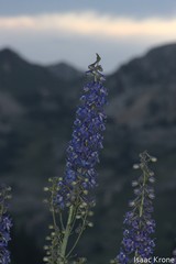 Delphinium × occidentale