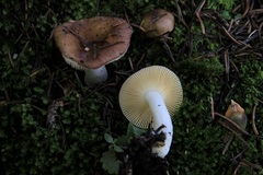 Russula zelleri