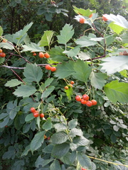 Crataegus
