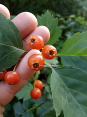 Crataegus