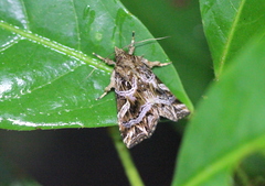 Callopistria exotica