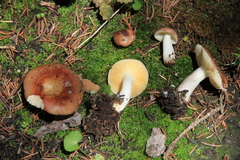 Russula zelleri