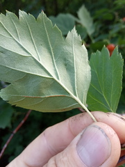 Crataegus
