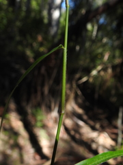 Ottochloa nodosa