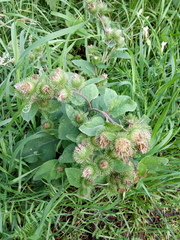 Arctium