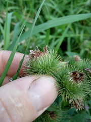 Arctium
