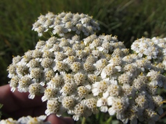 Achillea setacea