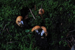 Lactarius olympianus