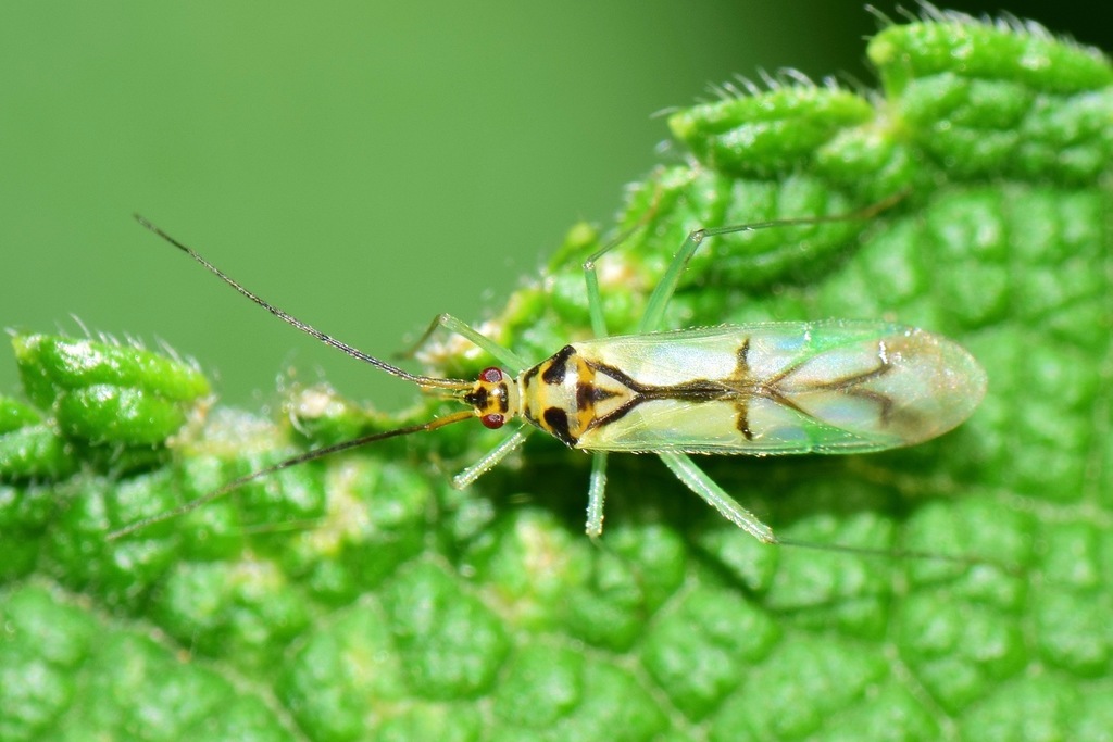 Paraproba fasciolata